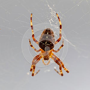 A Cross Orbweaver spider hangs head down on web