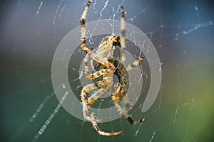 Cross Orbweaver spider macro photo