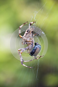 Cross Orbweaver spider macro photo