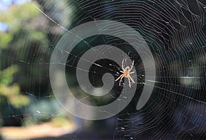 Cross Orbweaver Spider & Web