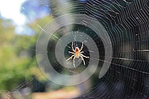 Cross Orbweaver Spider & Web