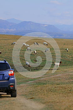 Cross over car on field with goats and mountion background. photo