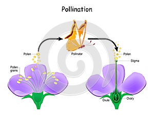 Cross-pollination using an animal of pollinator. butterfly and Anatomy of a flower