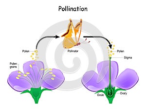 Cross-pollination using an animal of pollinator. butterfly and Anatomy of a flower photo