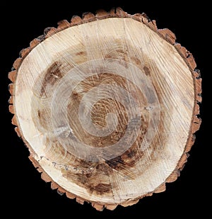 Cross  saw cut of the trunk of a old mapple tree is used for the manufacture of decorative objects isolated