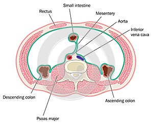 Cross section through abdominal cavity