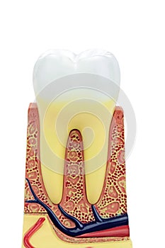 Cross section of a anatomical tooth model