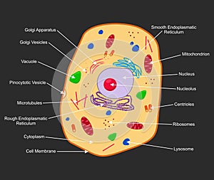 Cross section Animal Cell structure detailed colorful anatomy with description