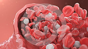 Cross section artery view. Red blood cells inside an artery, vein. Healthy blood flow. Scientific and medical concept