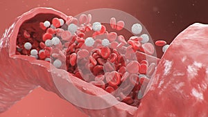 Cross section artery view. Red blood cells inside an artery, vein. Healthy blood flow. Scientific and medical concept