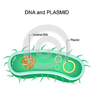 Cross section of bacteria with Bacterial dna and plasmids photo