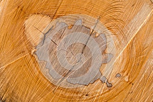 Cross section of beech tree trunk
