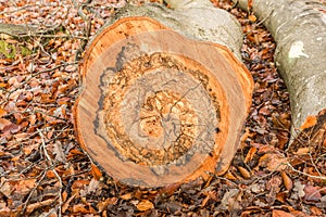 Cross section of beech trunk with spalting caused by Chondrostereum purpureum