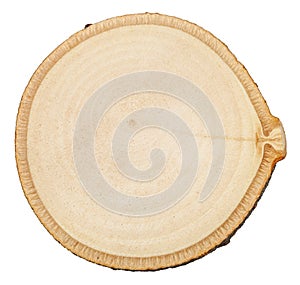 Cross section of birch tree trunk isolated