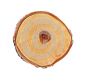 Cross section of birch trunk isolated on white background