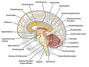 Cross section through the brain