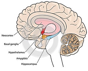 Cross section of brain showing the basal ganglia and hypothalamus