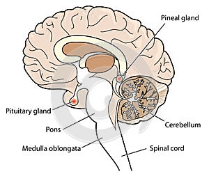 Cross section of brain photo