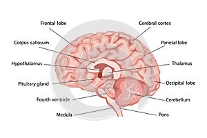Cross-section of the brain structure