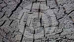 Cross section of the burnt tree trunk