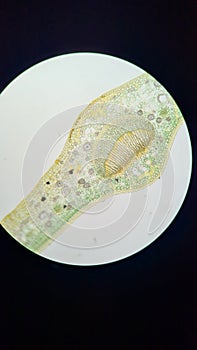Cross section of a camellia leaf, cell structure