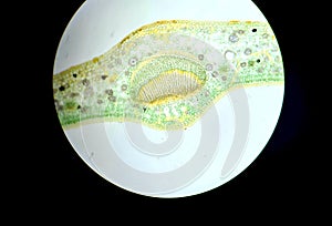 Cross section of a camellia leaf, cell structure