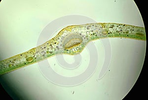 Cross section of a camellia leaf, cell structure