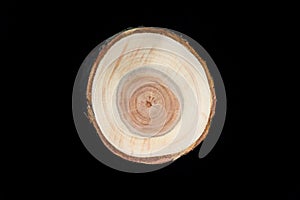 Cross section of cherry tree