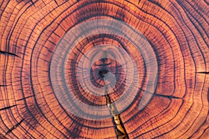 Cross-section of a cherry tree stump with annual growth rings. Full frame of the burnt and oiled wood slice. Wood background