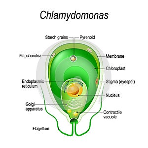 Cross section of a Chlamydomonas. Structure of the algae cell photo