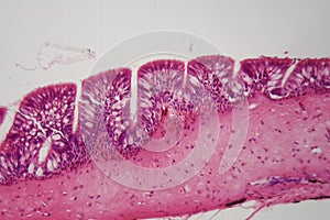 Ciliated epithelium under the microscope. photo