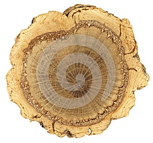 Cross section: cork tree trunk with thick, irregular cork bark ring