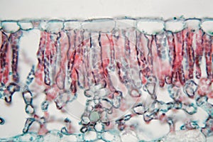 Cotton leaf under the microscope