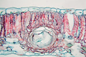 Cotton leaf under the microscope