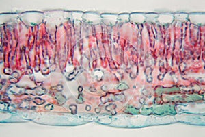 Cotton leaf under the microscope