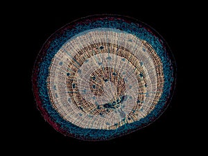 Cross section cut of a plant stem under microscope