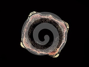 Cross section cut of a plant stem under microscope