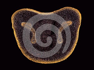 Cross section cut of a plant stem under microscope