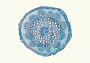 Cross section cut of a plant stem under microscope