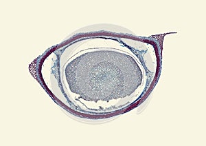 Cross section cut of a plant stem under microscope