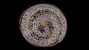 Cross section cut of a plant stem under microscope