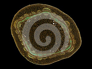 Cross section cut slice of plant stem under the microscope â€“ microscopic view of plant cells for botanic education