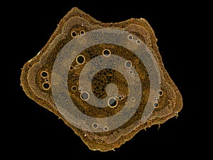 Cross section cut slice of plant stem under the microscope â€“ microscopic view of plant cells for botanic education