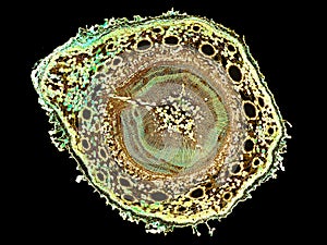 Cross section cut slice of plant stem under the microscope â€“ microscopic view of plant cells for botanic education