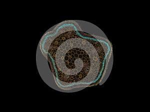 Cross section cut slice of plant stem under the microscope â€“ microscopic view of plant cells for botanic education