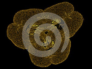 Cross section cut slice of plant stem under the microscope â€“ microscopic view of plant cells for botanic education