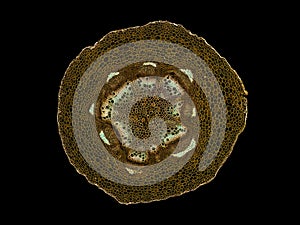 Cross section cut slice of plant stem under the microscope â€“ microscopic view of plant cells for botanic education