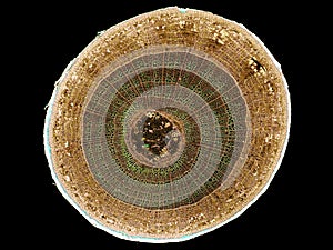 Cross section cut slice of plant stem under the microscope â€“ microscopic view of plant cells for botanic education