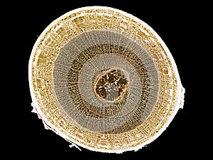 Cross section cut slice of plant stem under the microscope â€“ microscopic view of plant cells for botanic education