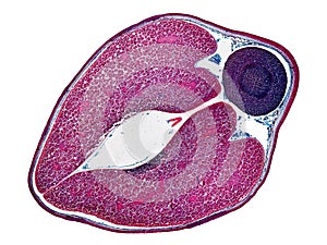 Cross section cut slice of plant stem under the microscope â€“ microscopic view of plant cells for botanic education